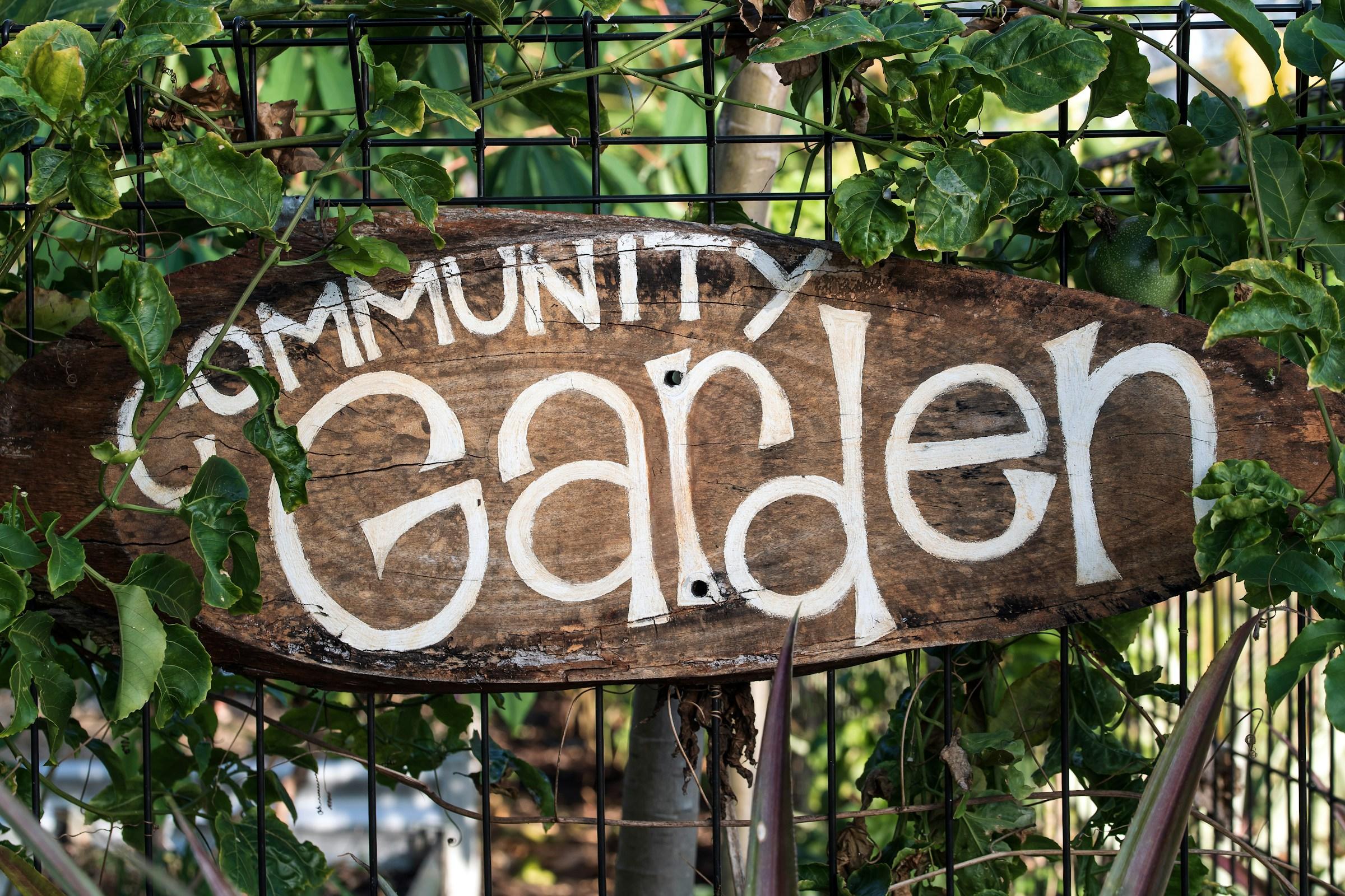 Community Garden Design for Beginners
